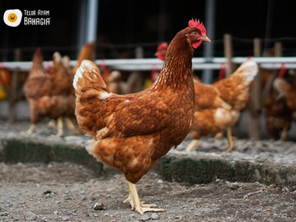 CV Telur Ayam Bahagia