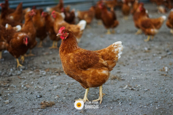 CV Telur Ayam Bahagia