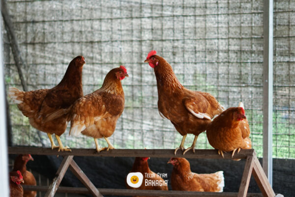 CV Telur Ayam Bahagia