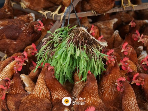 CV Telur Ayam Bahagia