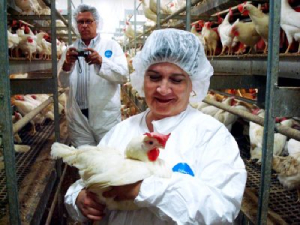 Seorang wanita tersenyum sambil memegang seekor ayam; di latar belakang, seorang pria memotret di kandang ayam industri.