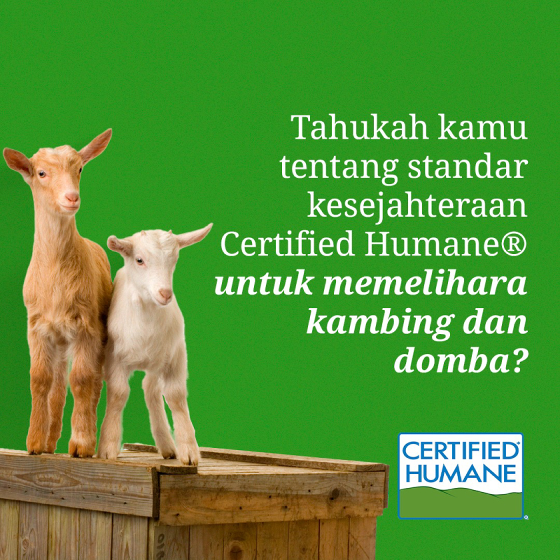 Tahukah kamu tentang standar kesejahteraan Certified Humane® untuk memelihara kambing dan domba?